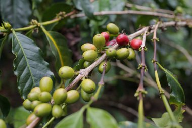 Orta Aceh 'te, Gayo Highlands' da kahve kirazları.