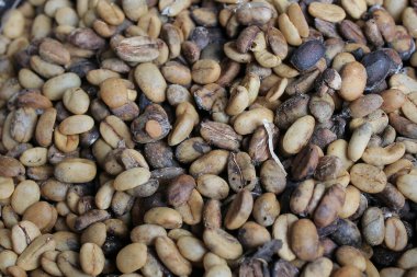 Orta Aceh 'te, Gayo Highlands' da kahve kirazları.