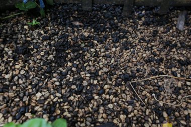 Orta Aceh 'te, Gayo Highlands' da kahve kirazları.