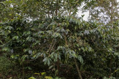 Orta Aceh 'te, Gayo Highlands' da kahve kirazları.