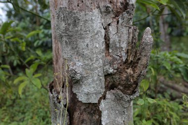 Çiçekler solmuş ve evin yanında ölmeye başlamışlar.