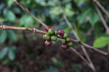 Kahve meyvesi hala taze ve orta aceh 'de.
