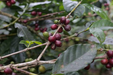 Kahve meyvesi hala taze ve orta aceh 'de.