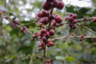 Kahve meyvesi hala taze ve orta aceh 'de.
