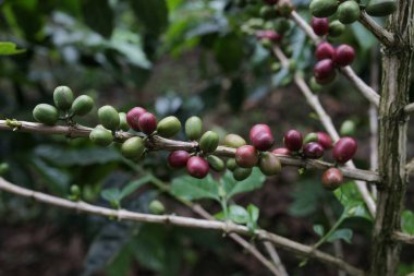 Kahve meyvesi hala taze ve orta aceh 'de.
