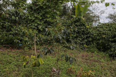 Orta Aceh 'te, Gayo Highlands' da kahve kirazları.