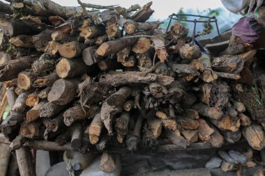 Bu ağaç kabuğu çürümüş ve uzun zamandır merkez aceh 'de yaşıyor.