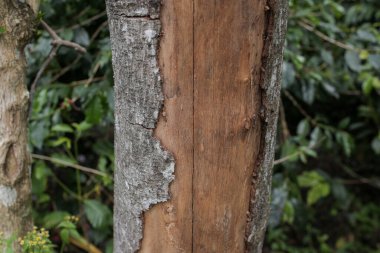 Bu ağaç kabuğu çürümüş ve uzun zamandır merkez aceh 'de yaşıyor.