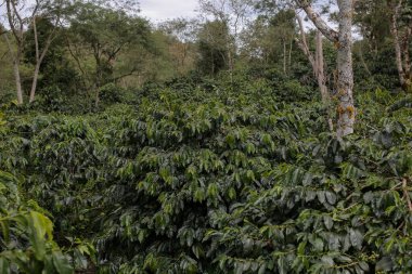 Ormandaki yeşil çay tarlası