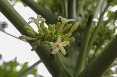 Bahçedeki güzel çiçekler