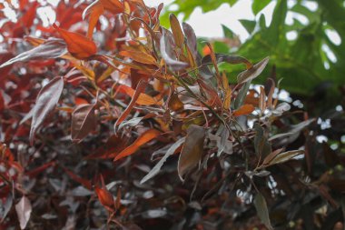 Güzel botanik fotoğrafı, doğal duvar kağıdı.