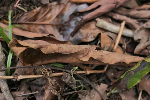Bir ağaç kütüğünü kapat