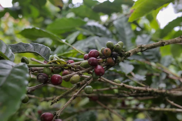 Kahve meyvesi hala taze ve orta aceh 'de.