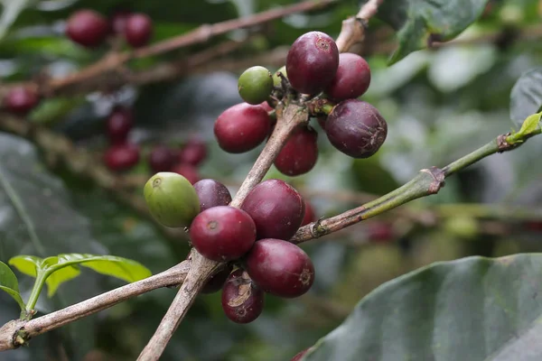 Kahve meyvesi hala taze ve orta aceh 'de.