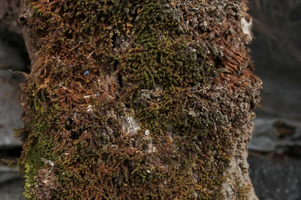 Bu ağaç kabuğu çürümüş ve uzun zamandır merkez aceh 'de yaşıyor.