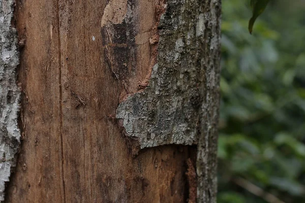 長い間中央に住んでいた樹皮が腐敗し — ストック写真