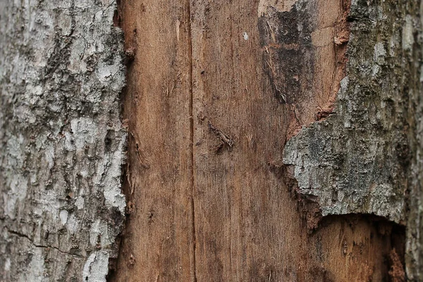 Bark Has Rotted Has Been Living Long Time Central Aceh — стоковое фото