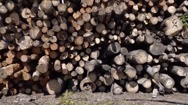 Unbrauchbares Holz Holz Zum Verbrennen Holzverarbeitung Für Alternative Energien Gesägter — Stockvideo