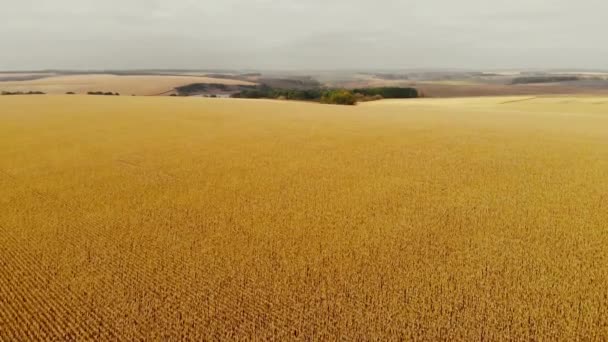 Strzał Drona Pola Kukurydzy Rolnictwo Hoduję Kukurydzę Zbieram Kukurydzę Agronomia — Wideo stockowe