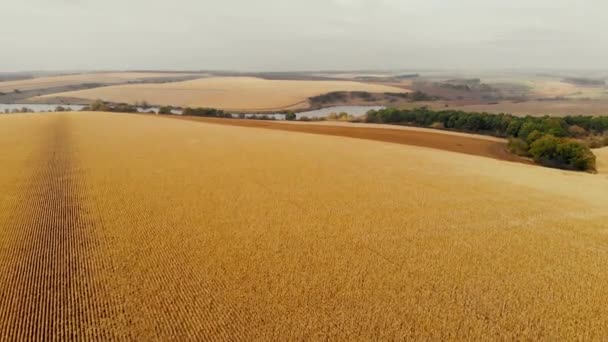 Tiro Dron Campo Maíz Agricultura Cultivando Maíz Cosechando Maíz Agronomía — Vídeo de stock