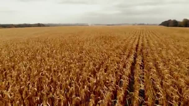 Strzał Drona Pola Kukurydzy Rolnictwo Hoduję Kukurydzę Zbieram Kukurydzę Agronomia — Wideo stockowe