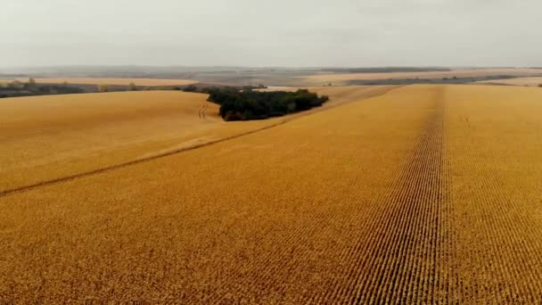 Tiro Dron Campo Maíz Agricultura Cultivando Maíz Cosechando Maíz Agronomía — Vídeo de stock