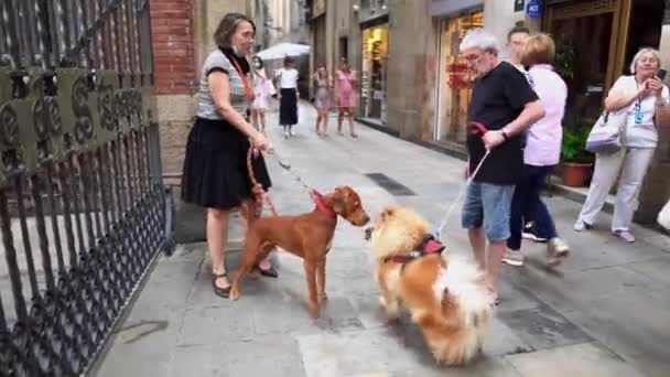 巴塞罗那的一条狭窄街道上 老年人牵着他们的宠物走着 男人和女人都在遛狗宠物 在西班牙巴塞罗那市 两只狗互相攻击 — 图库视频影像
