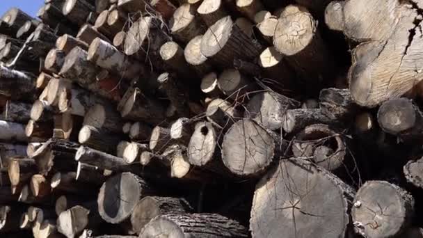 Unusable Wood Wood Burning Wood Processing Alternative Energy Folded Sawn — Video Stock