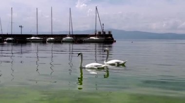 Two swans on the shore of Lake Ohrid. City of Ohrid in North Macedonia. A city on the eastern shore of Lake Ohrid. The main resort of Macedonia. The deepest and oldest lake in the Balkans