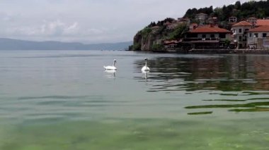 Two swans on the shore of Lake Ohrid. City of Ohrid in North Macedonia. A city on the eastern shore of Lake Ohrid. The main resort of Macedonia. The deepest and oldest lake in the Balkans