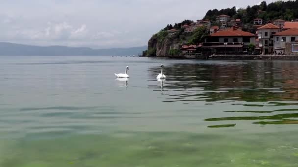 Два Лебеді Березі Озера Охрид Місто Охрид Північній Македонії Місто — стокове відео
