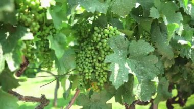 Shabo fabrikasının bölgesindeki üzüm bağları. Şarap Kültür Merkezi Shabo. Odessa bölgesindeki Shabo fabrikası. Modern şarap üretim teknolojileri. Olgunlaşmamış üzüm