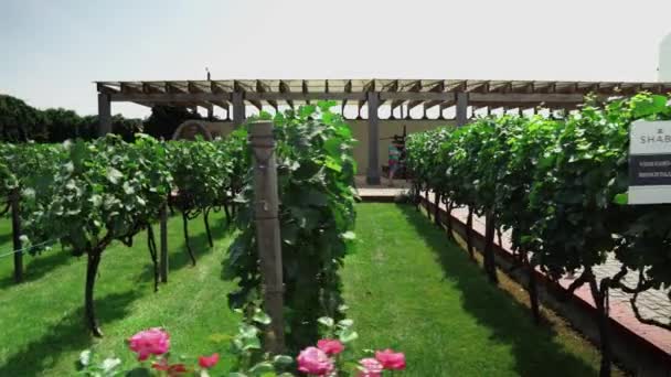 Vineyards Territory Shabo Plant Wine Culture Center Shabo Shabo Plant — Stok Video