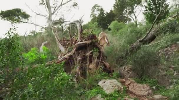 Young Girl Walks Mountains Montenegro Beautiful Blonde Posing Fallen Tree — Stock Video