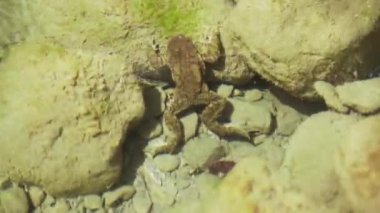 Eski Bar Karadağ 'daki göl dağları. Temiz ve şeffaf dağ suyu. Kayalık taban ve temiz su. Göldeki büyük kurbağalar. Karadağ 'daki dağ havzası. Dağlarda rahatlayın. Yürüyüş 