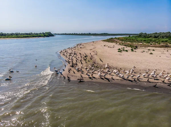 Pembe pelikanların ve karabatakların drone görüntüsü. Doğa koruma alanındaki deniz kıyısındaki vahşi kuşlar. Delukova Spit, Tuna Deltası. İnsan eli değmemiş bir bölge. Ukrayna 'daki doğal rezerv