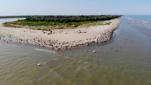 Drone Vista Pelícanos Rosados Cormoranes Aves Silvestres Orilla Del Mar — Vídeo de stock