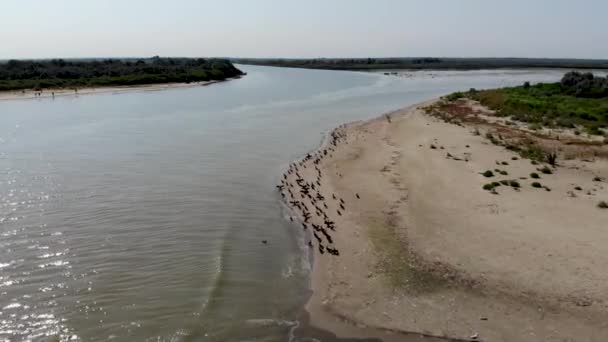 Drone Zicht Roze Pelikanen Aalscholvers Wilde Vogels Aan Kust Het — Stockvideo