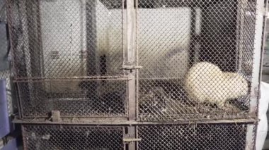 Nutrianın tarımsal yetiştirilmesi. Ev hanımı. Metal kafeslerde kemirgenler, kuş kafesleri olan aile çiftliği. Nutria dişlerini biler. Kemirgen gözlerine yakın çekim. Kafesin içinden bak..