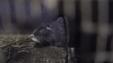Nutrianın tarımsal yetiştirilmesi. Ev hanımı. Metal kafeslerde kemirgenler, kuş kafesleri olan aile çiftliği. Nutria dişlerini biler. Kemirgen gözlerine yakın çekim. Kafesin içinden bak..