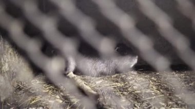 Nutrianın tarımsal yetiştirilmesi. Ev hanımı. Metal kafeslerde kemirgenler, kuş kafesleri olan aile çiftliği. Nutria dişlerini biler. Kemirgen gözlerine yakın çekim. Kafesin içinden bak..