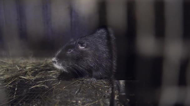 Agricultural Cultivation Nutria Household Family Farm Rodents Metal Cages Aviaries — Stock Video