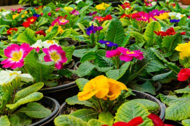 Bahçedeki renkli çiçekler.