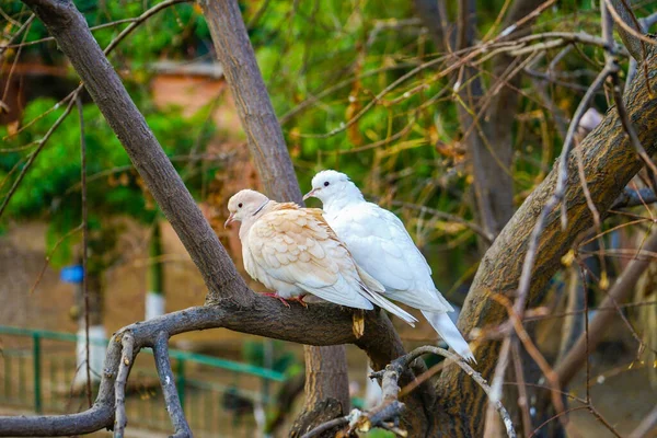 Two White Dove Perched Branch — Stock Photo, Image
