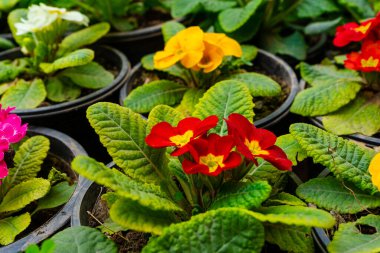 Bahçedeki güzel çiçekler