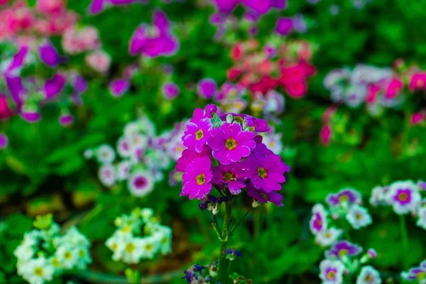 Bunte Blumen Garten — Stockfoto