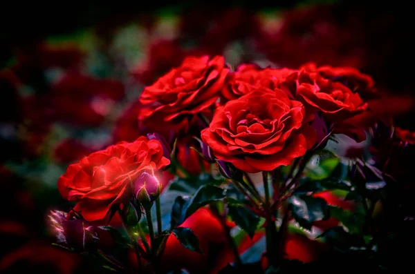 Belles Roses Rouges Dans Jardin — Photo