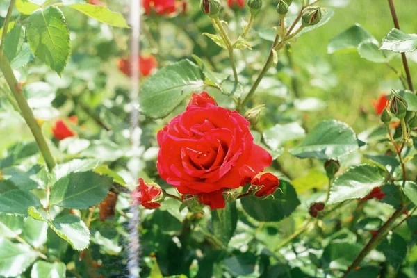 花园里美丽的红玫瑰 — 图库照片