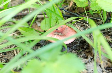 Çimenlikteki bir arının yakın plan çekimi.