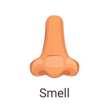 Beş duyudan biri olan vektör illüstrasyonu - kokla.